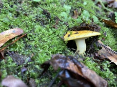 Russula flavida
