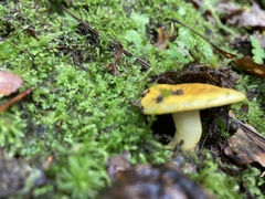 Russula flavida