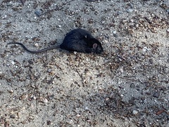 Rattus rattus