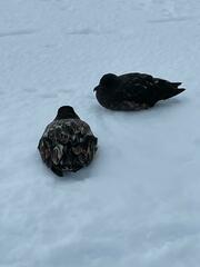 Stercorarius antarcticus