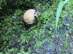 Lactarius salmonicolor