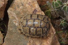 Testudo graeca