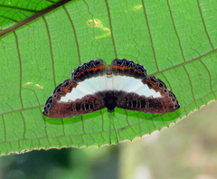 Nymphidium azanoides