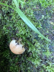 Lactarius salmonicolor