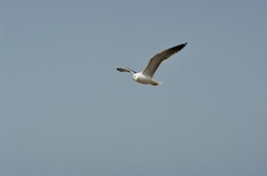 Larus