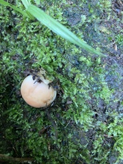 Lactarius salmonicolor