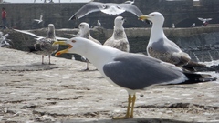 Larus