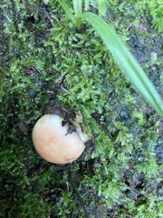 Lactarius salmonicolor