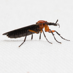 Dilophus serotinus
