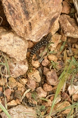 Saurodactylus brosseti