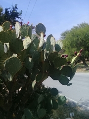 Opuntia cacanapa