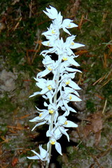 Cephalanthera austiniae