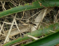 Aglaoctenus lagotis