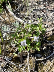 Viola arborescens