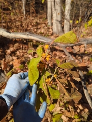 Triosteum perfoliatum