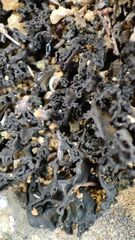 Lathagrium cristatum