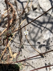 Wahlenbergia androsacea