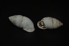 Plagiodontes