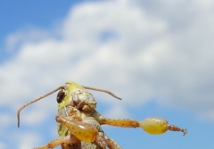 Gomphocerus sibiricus