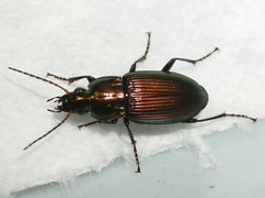 Poecilus chalcites