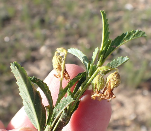 Image of Hermannia saccifera by (c) Nicola van Berkel, some rights reserved (CC BY-SA)