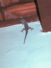 Hemidactylus flaviviridis