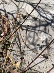 Wahlenbergia androsacea