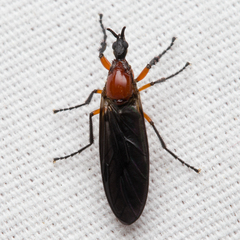 Dilophus serotinus