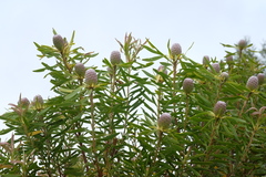 Leucadendron coniferum