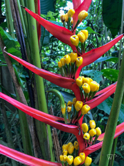 Heliconia latispatha