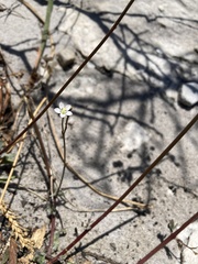 Wahlenbergia androsacea