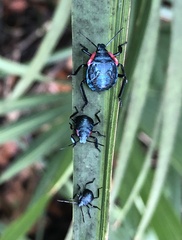 Alcaeorrhynchus grandis