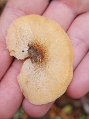 Crepidotus crocophyllus