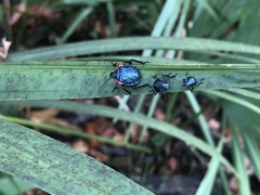 Alcaeorrhynchus grandis