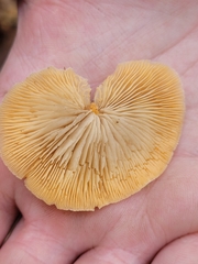 Crepidotus crocophyllus