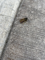 Vespula pensylvanica