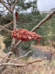 Rhus typhina