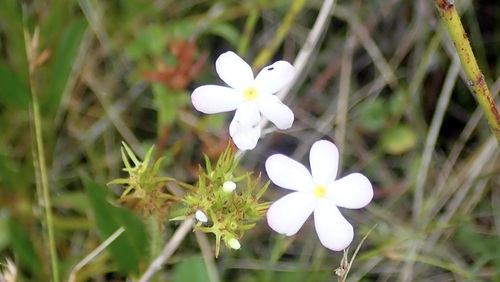 Sipanea pratensis
