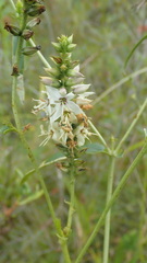Coutoubea spicata