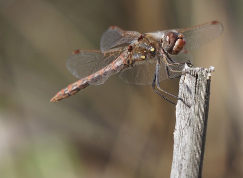 iNaturalist observation photo of Variegated Meadowhawk
