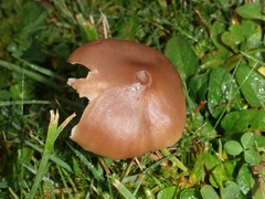 Cuphophyllus colemannianus