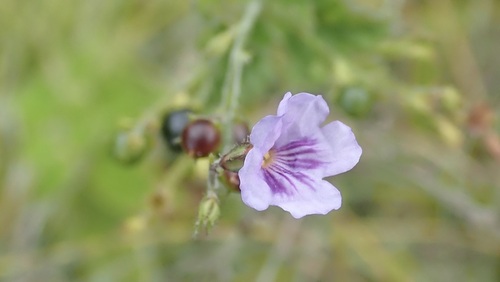 Tamonea spicata