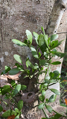 Phoradendron leucarpum