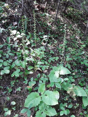 Platanthera unalascensis