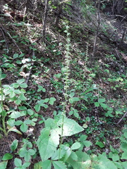 Platanthera unalascensis