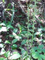 Platanthera unalascensis