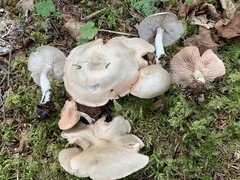 Entoloma griseum