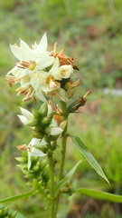 Coutoubea spicata