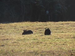 Oryctolagus cuniculus domesticus