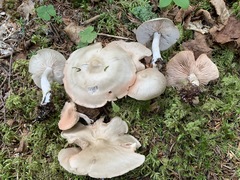 Entoloma griseum
